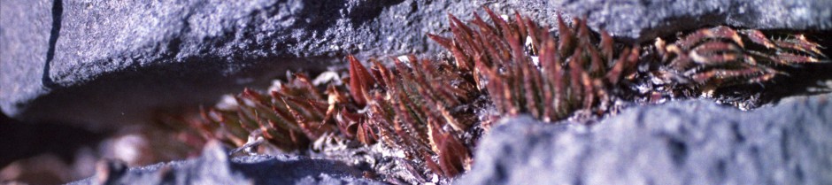 Asphodelaceae Anonymous